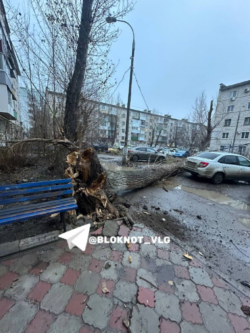 Арктический шторм массово повалил деревья в Волгограде 
