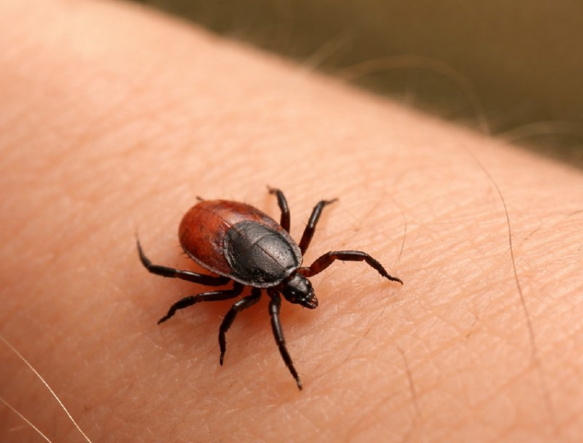 О раннем пробуждении клещей предупредили волгоградцев