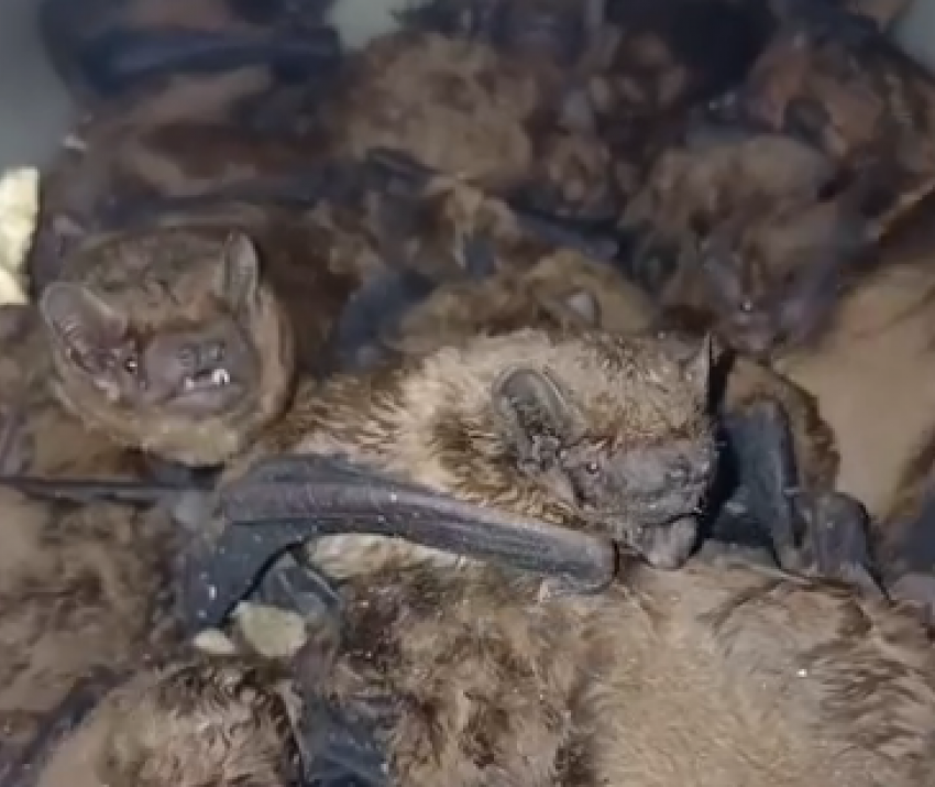 Клубок из сотни летучих мышей нашли в Волгограде
