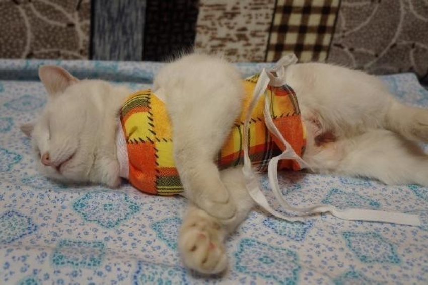 В Волжском кошка выжила после ранения из пневматического пистолета 