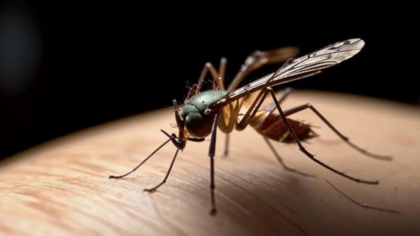 Очаг поражающей мозг смертельной лихорадки выявлен в Волгоградской области 