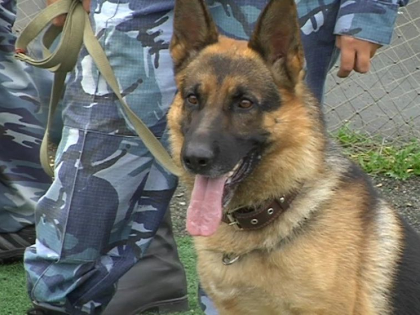 Собака задержала в Волгограде угонщика-неудачника по оставленному им ботинку