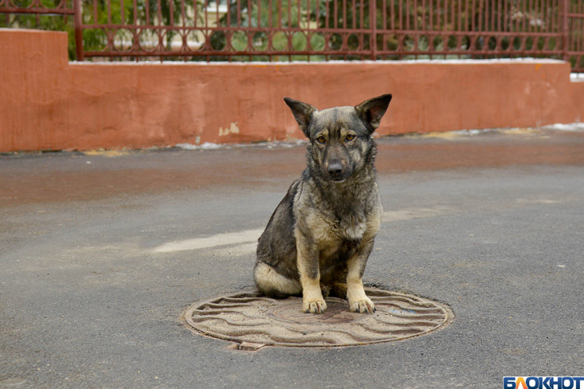 Волгоградец насмерть избил молотком по голове свою собаку и порезал ее ножом