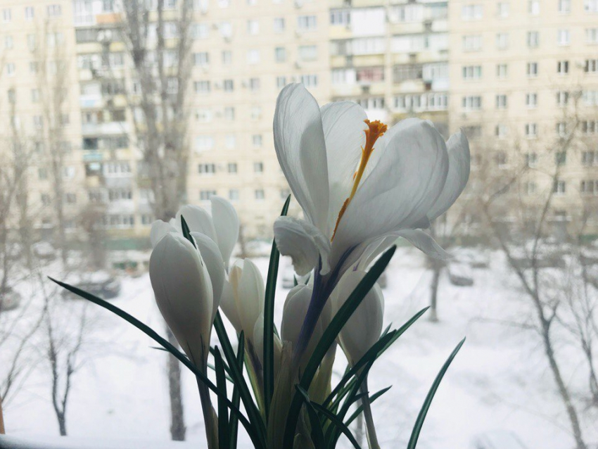 Синоптики запланировали начало весны в Волгограде на первые числа апреля