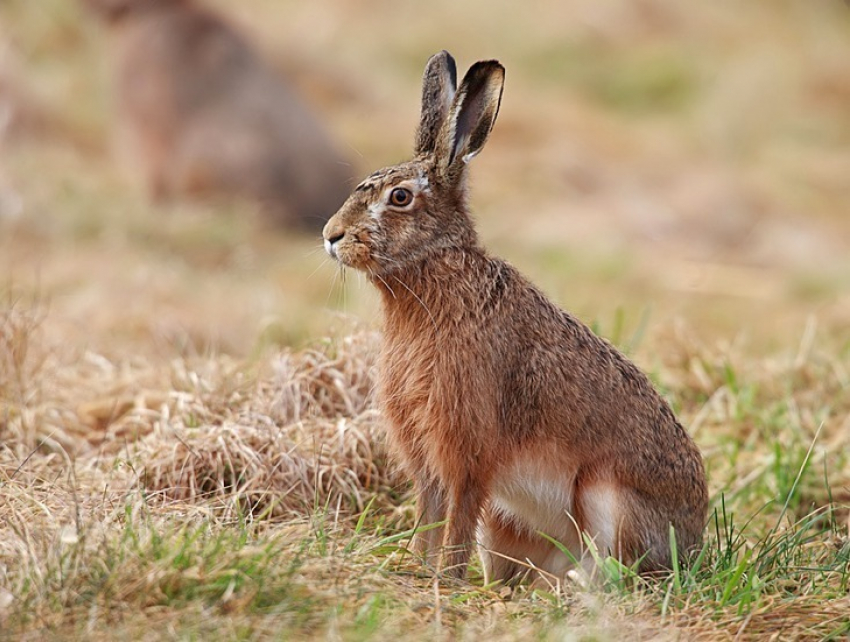 Под Волгоградом задержали браконьеров за убийство зайцев