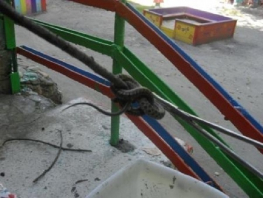 В Волгограде спасатели поймали на детской площадке змею