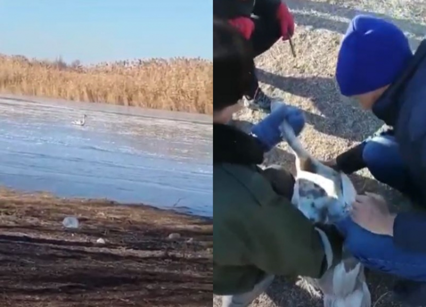 Лебедь провалился под тонкий лед: видео чудесного спасения в Волгоградской области