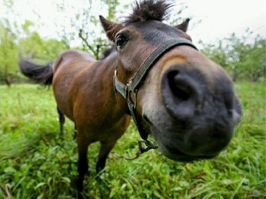 В Волгоградской области состоялся суд над похитителями табуна лошадей