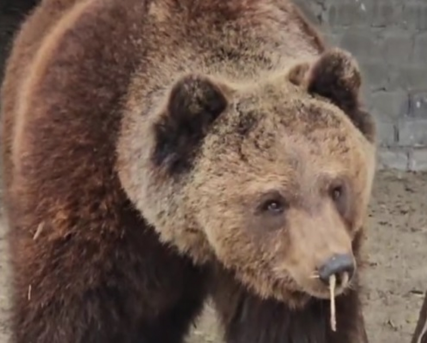 Медведя с жутким насморком отправили на лечение из Волгограда в Петербург