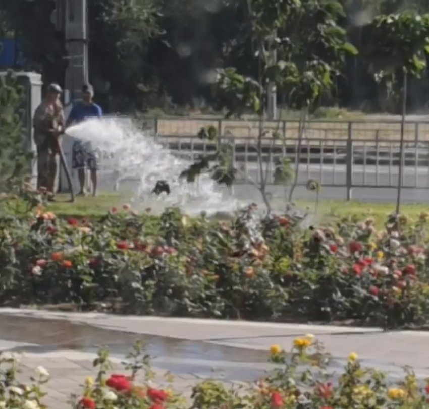 Полив клумб под яростным напором сняли на видео в Волгограде