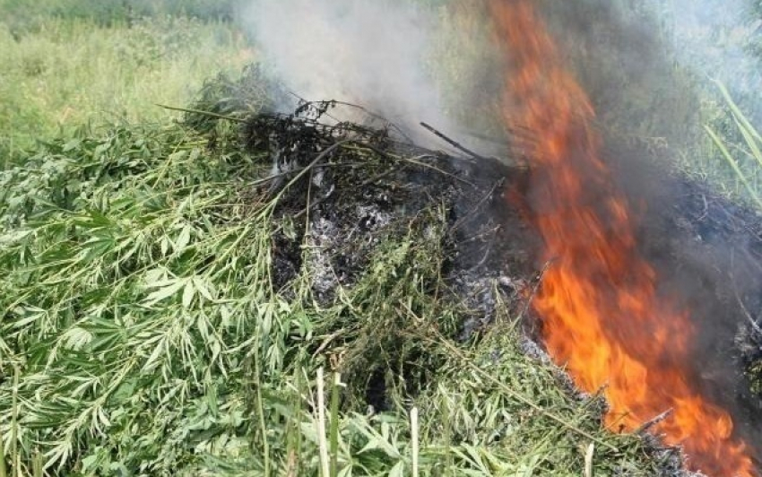 В Волгоградской области сожгли 200 килограмм конопли