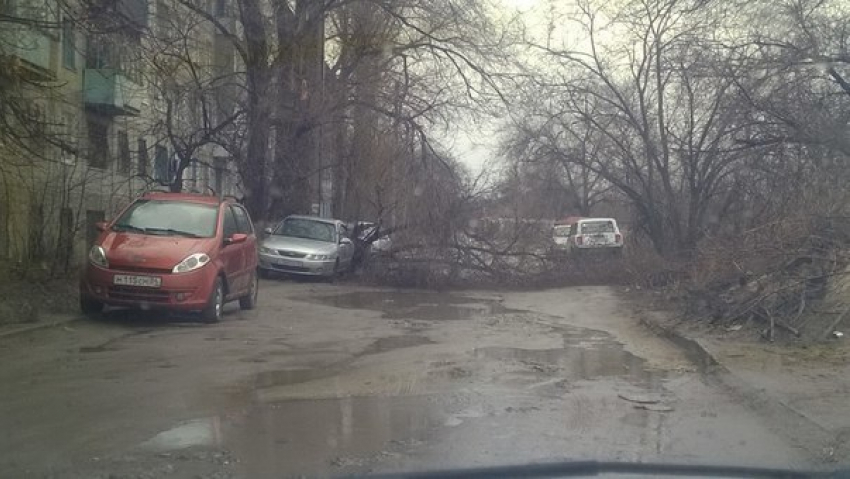 На севере Волгограда  ураганный ветер валит деревья 