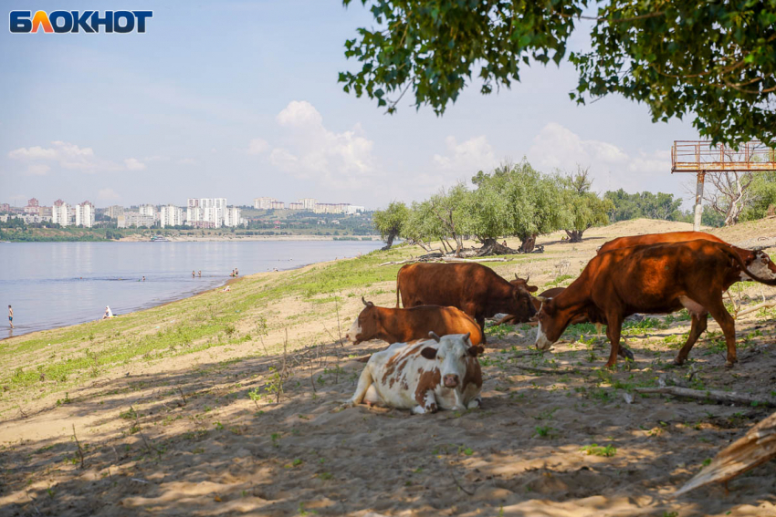 Мост на крупнейший речной остров Европы начали проектировать в России 