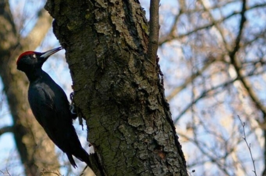 Редкого черного дятла нашли в Волгоградской области 