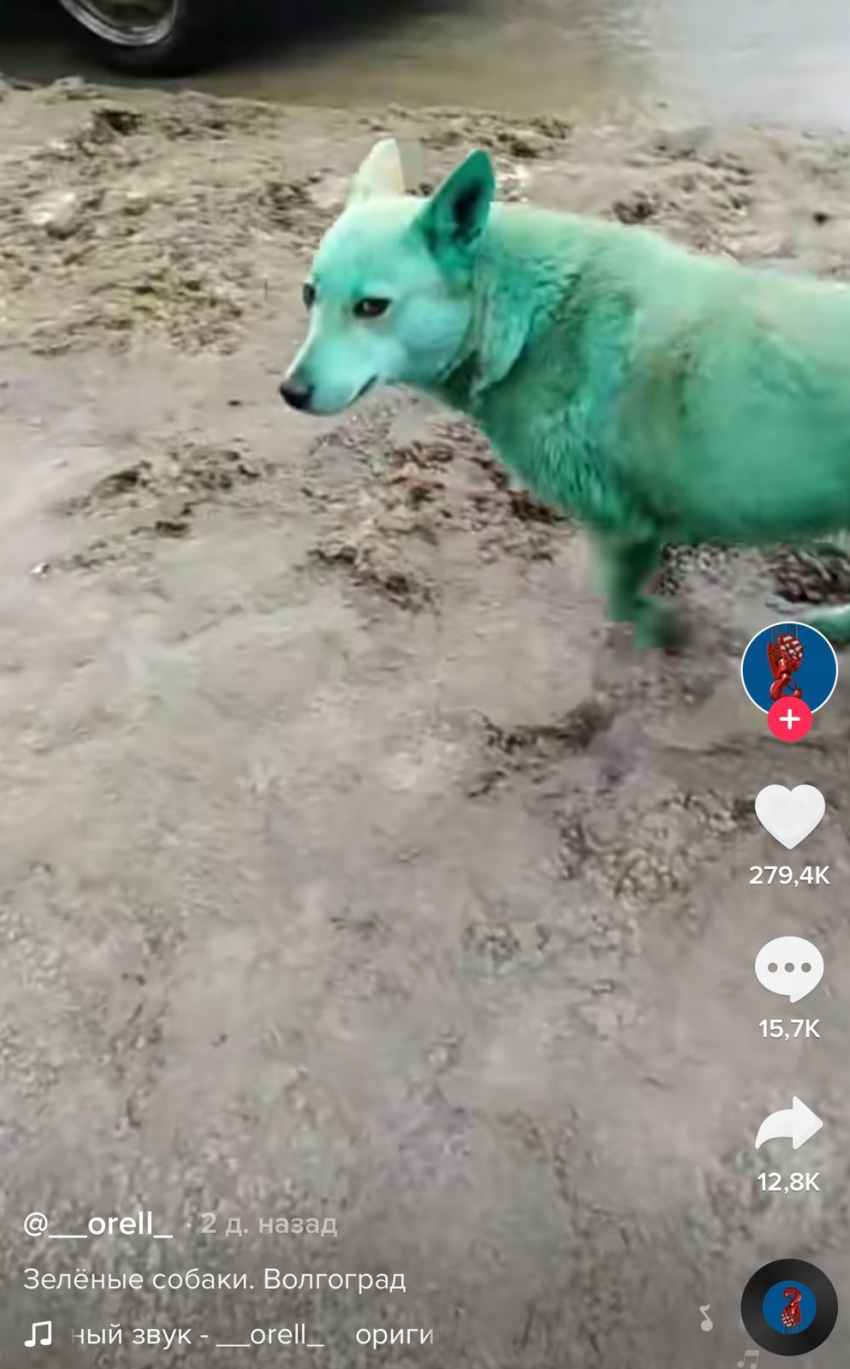 Волгоград прославился видео с зелеными собаками в TikTok: 3 миллиона просмотров