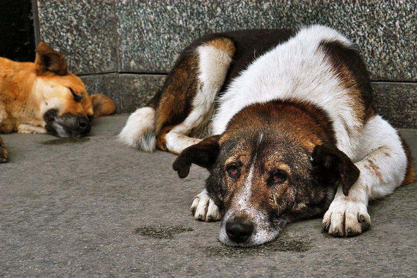 В Волгограде директор компании по отлову бездомных животных продавал собак на мясо и мех