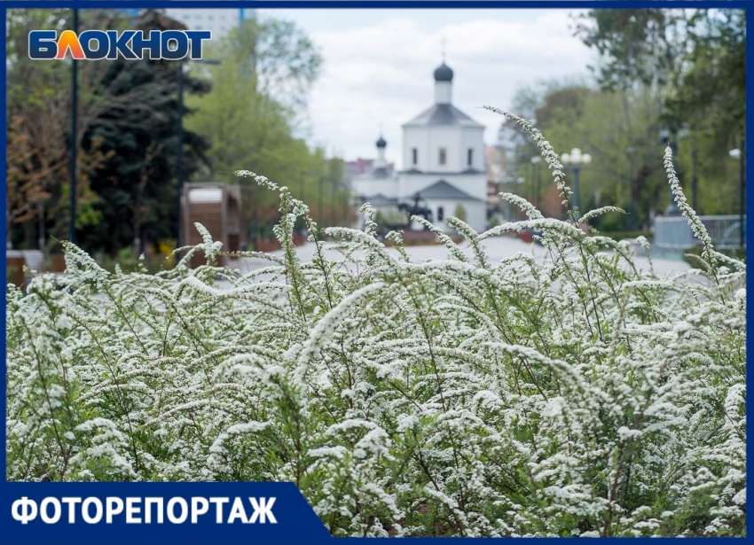 Волгоград цветет, несмотря на коронавирус: 23 апреля в объективе фотографа