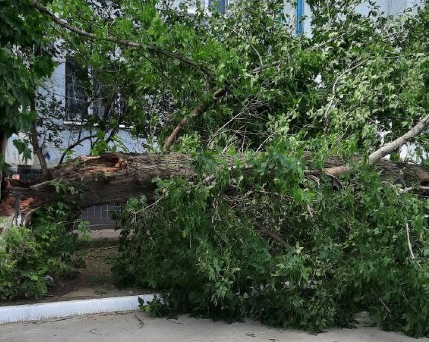 Завален неубранными деревьями после урагана оказался Волгоград