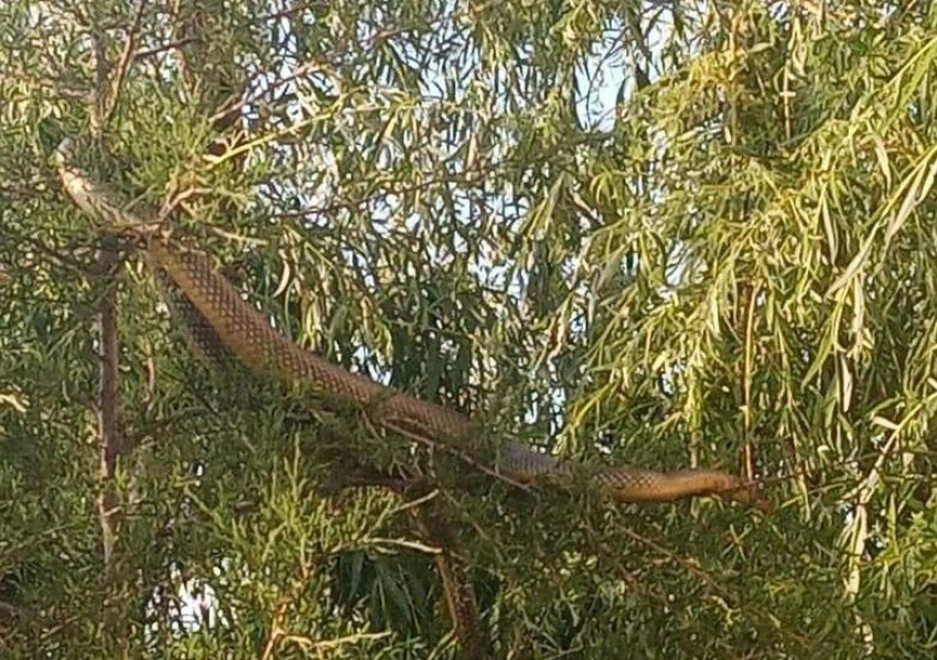 Подробности о перепугавшей волгоградцев гигантской змее