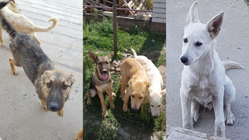 «Беспородные, но очень красивые»: в Волгограде ищут дом для 11 ласковых собак 