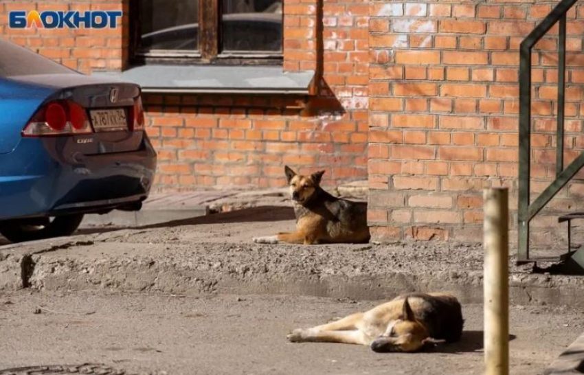 Нападениями собак в волгоградском микрорайоне Солнечном заинтересовался Бастрыкин