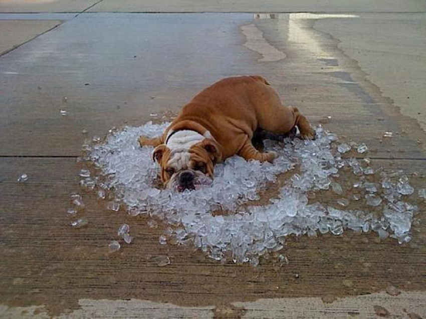 Воздух прогреется до +41 градуса в последний день недели в Волгоградской области