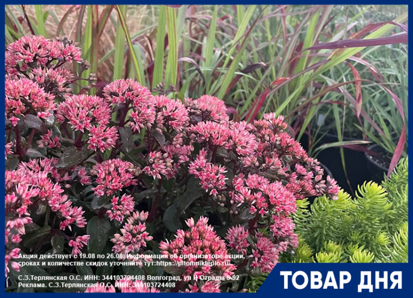 Только до конца месяца – СКИДКА 10% на ЗЛАКИ И ОЧИТКИ!