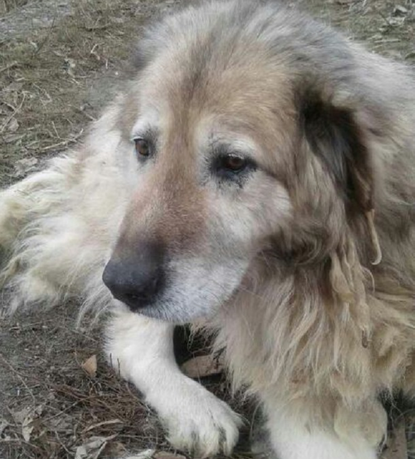 Жительница Волгограда бросила свою собаку умирать от голода и жажды за металлическим забором