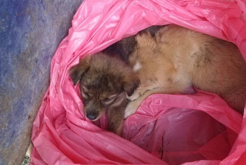 Волгоградец выкинул в мусор мешок с 9 месячными щенками: 5 задохнулись и погибли