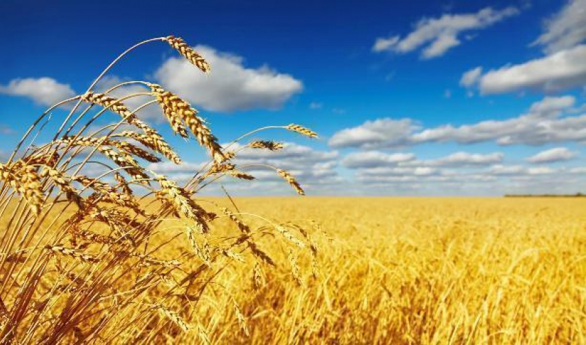 В Волгограде рухнули цены на зерно