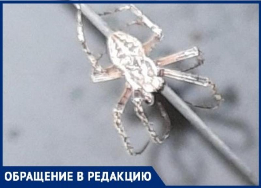 Пятиэтажку в Волгограде заполонили серые пауки