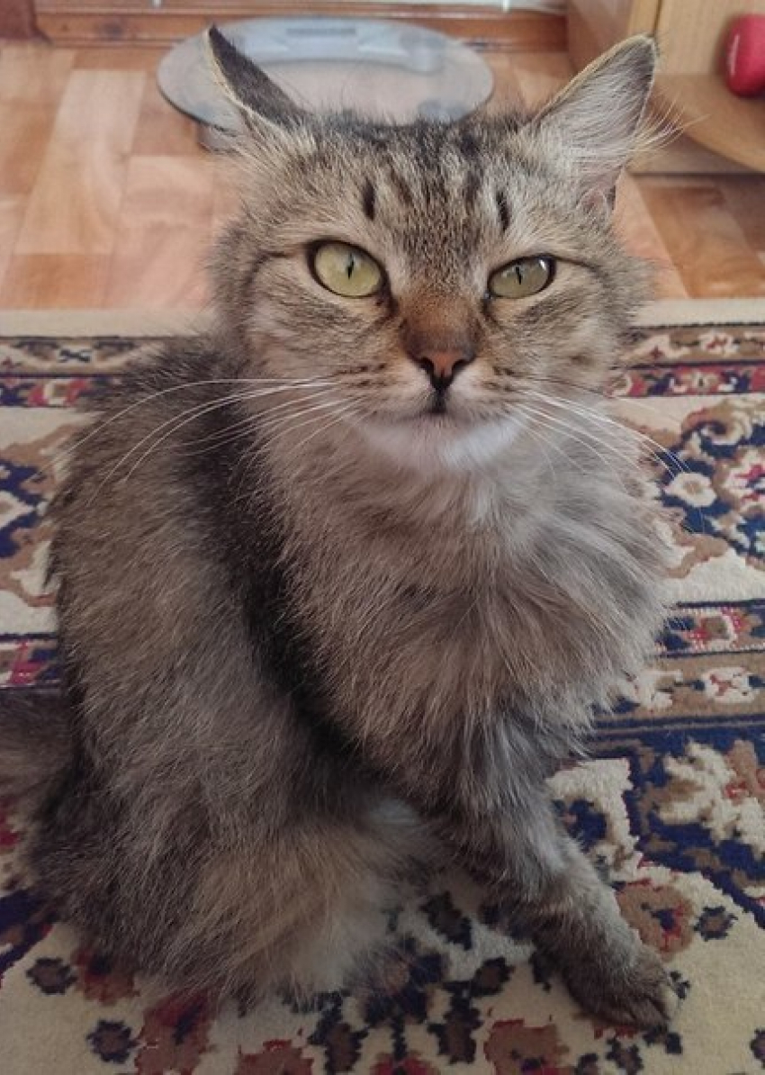 В Волгограде кошка спасла от неминуемой гибели при пожаре свою новую хозяйку