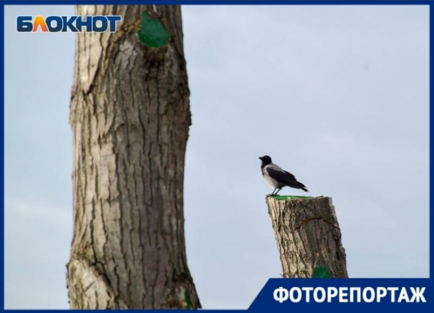 Голые улицы Волгограда с варварски обрезанными деревьями в объективе фотографа