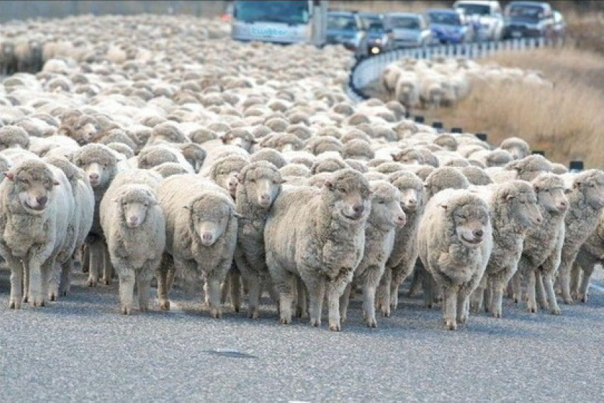Под Волгоградом у двоих фермеров похитили 57 овец и ягнят