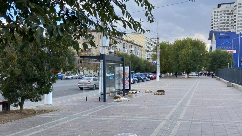 «Ходят дети и старики»: центр Волгограда затерроризировали нападениями бродячие собаки