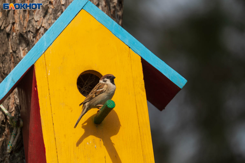 Весна в разгаре: в Волгограде 29 апреля воздух прогреется до +16 градусов 