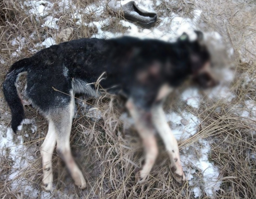 «Вот что эти уроды сделали!»: отстрел собак начали в Волгограде