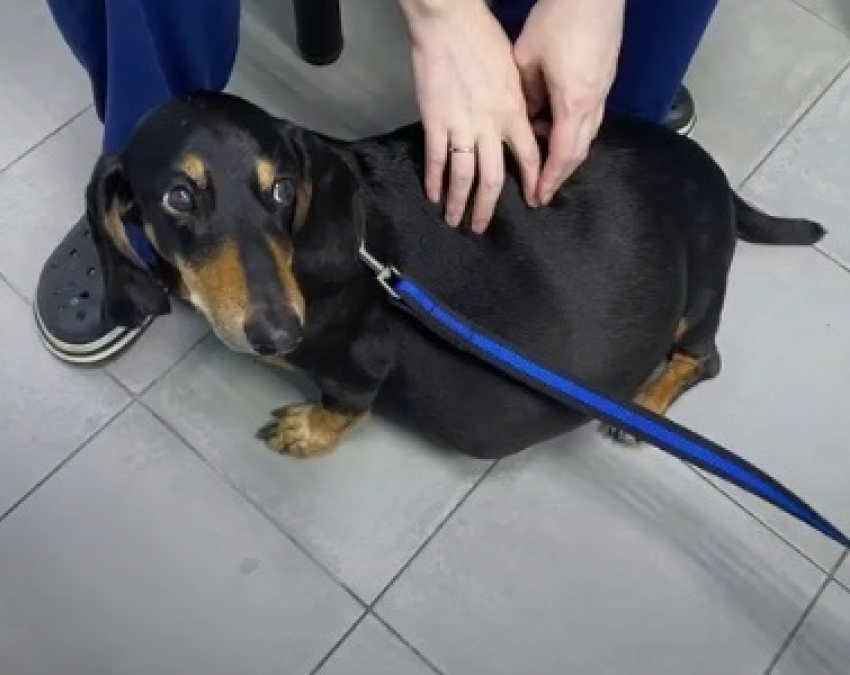 Опухоль весом 7 кг удалили у таксы в Волгограде