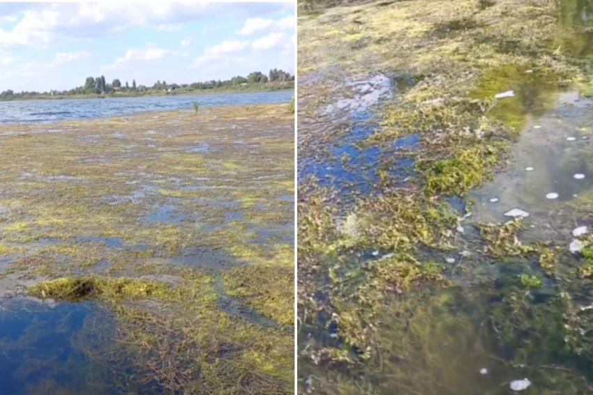 Полуметровым слоем водорослей покрылось Береславское водохранилище в Волгограде 