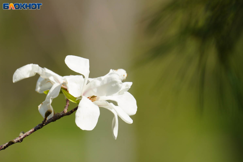 Дождь, тепло и слабый ветер обещают синоптики в Волгограде 30 апреля 