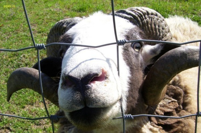 Трое парней украли 150 баранов под Волгоградом