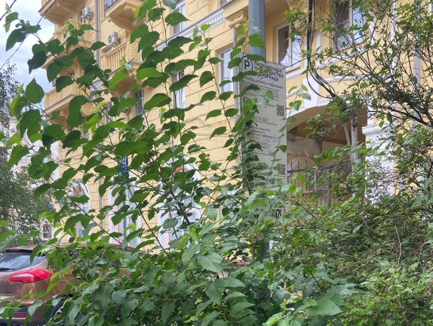 «Придётся раздвигать ручками!»: платная парковка с сюрпризом появилась в Волгограде