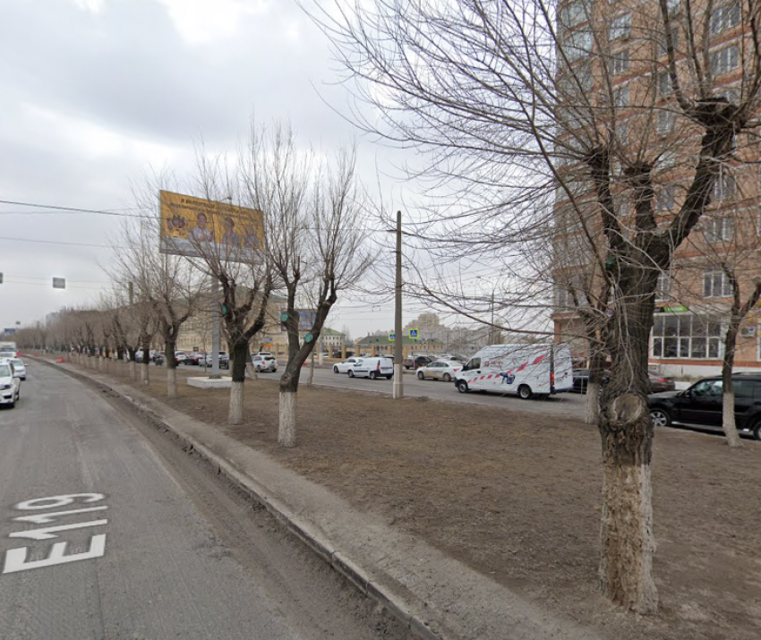 Вязы вырубят ради крымских сосен за 11 млн в Волгограде