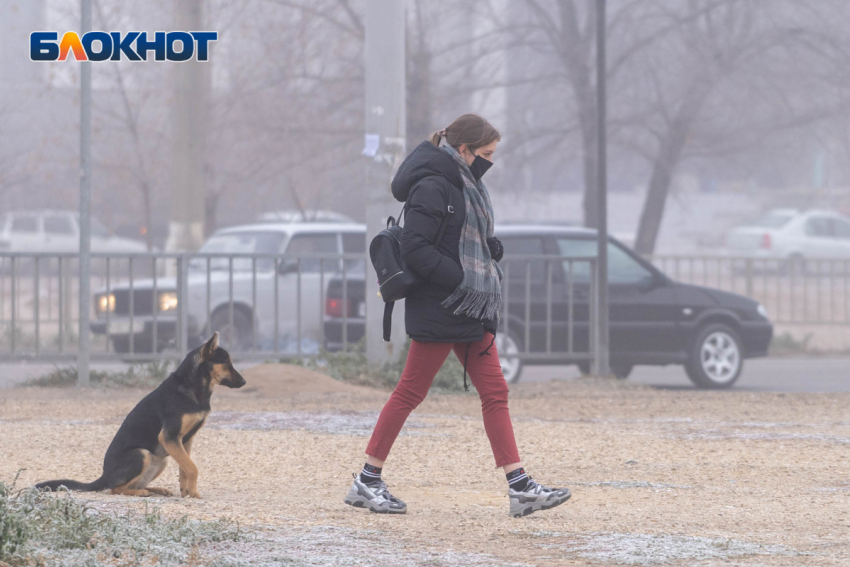 «Болезнь всегда заканчивается летальным исходом»: 8-летнюю девочку с подозрением на бешенство перевели в реанимацию в Волгограде