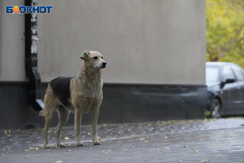 Овчарку зарезал неизвестный в семейном ЖК в Волгограде