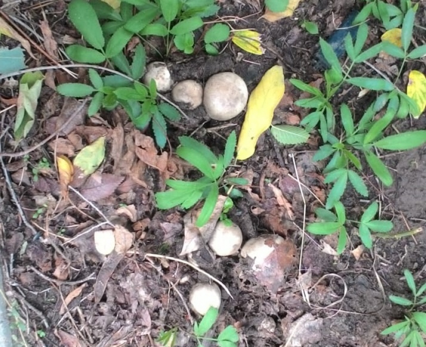 Трое жителей Волгоградской области тяжело отравились грибами