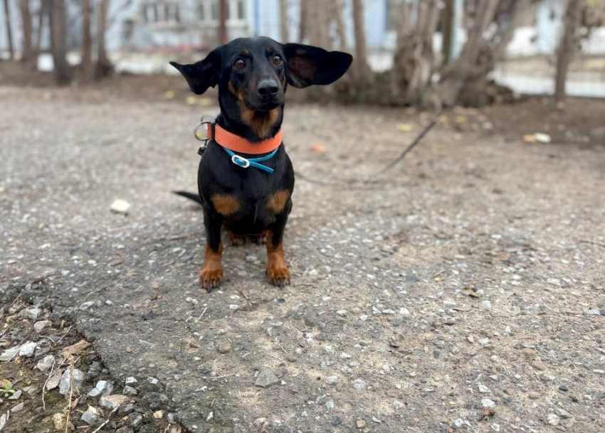 Дважды брошенной таксе Гале ищут семью в Волгограде