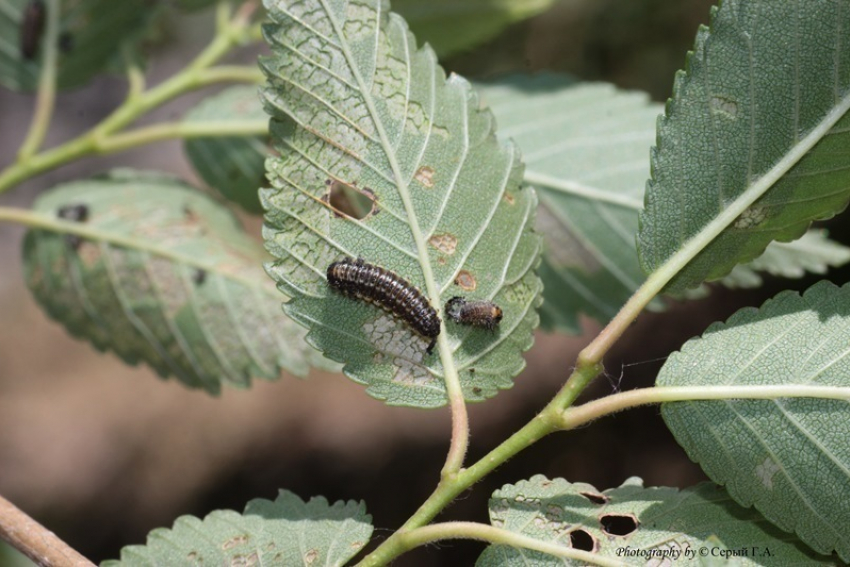 Ильмовый листоед приступил к уничтожению вязов Волгограда