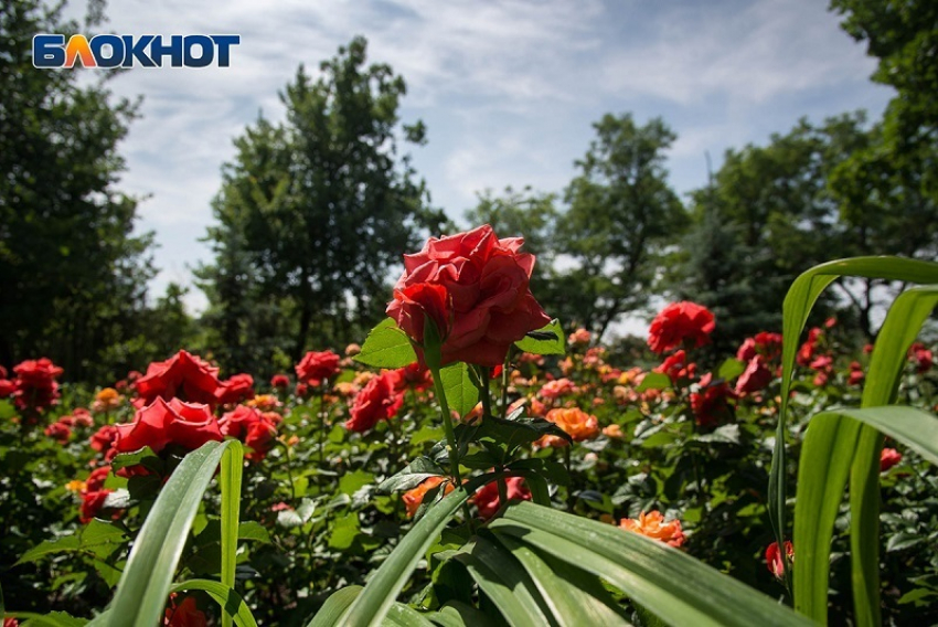 Испепеляющая жара ждет волгоградцев