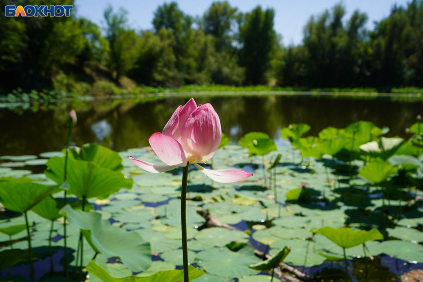 Погода на 1 октября в Волгограде: геомагнитная буря и похолодание 